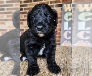 Aussiedoodle Puppy for sale in COLUMBIA, TN, USA