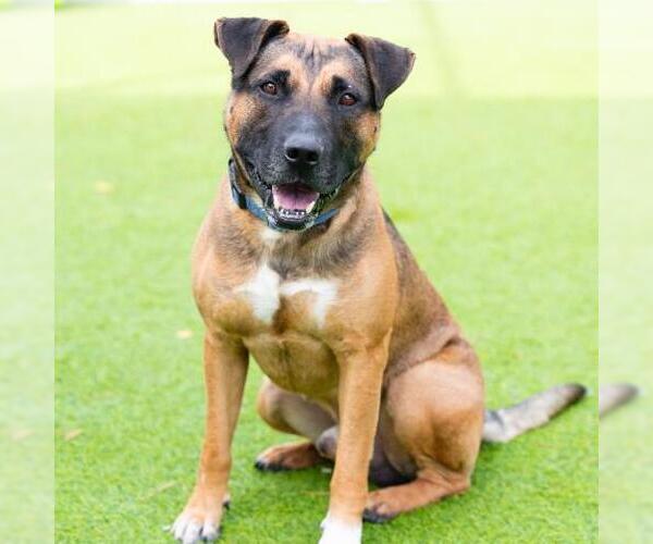 Medium Photo #2 Mutt Puppy For Sale in Camarillo, CA, USA