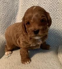 Goldendoodle (Miniature) Puppy for sale in MOUNT PLEASANT, SC, USA