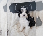 Small Photo #4 Bernedoodle Puppy For Sale in NORTH VERNON, IN, USA