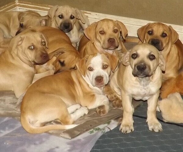 Medium Photo #1 Bullboxer Pit Puppy For Sale in RANCHO CORDOVA, CA, USA