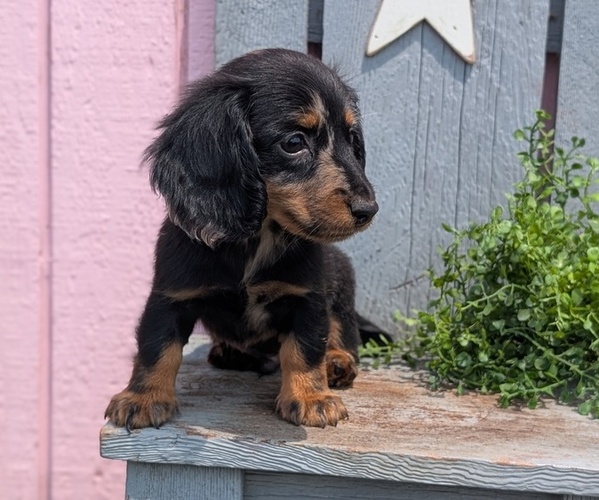 Medium Photo #10 Dachshund Puppy For Sale in GOSHEN, IN, USA