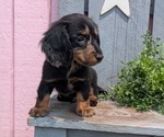 Small #9 Dachshund