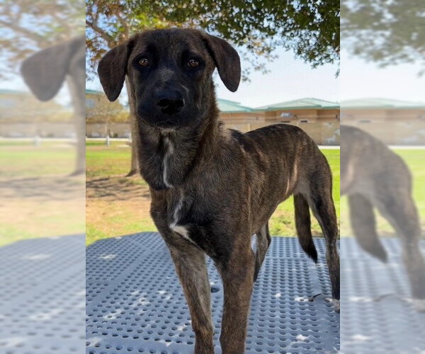 Medium Photo #1 Mastiff-Unknown Mix Puppy For Sale in Riverside, CA, USA