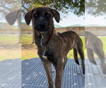 BETTY - Female Mastiff-Unknown Mix Dog for Adoption - Small photo