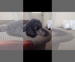 Small Photo #10 Mutt Puppy For Sale in New York, NY, USA