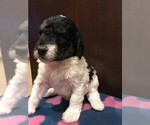 Small Photo #1 Bernedoodle Puppy For Sale in WASHINGTON, IA, USA