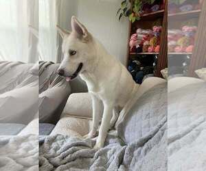 Zeus 2 (TX) - Male Siberian Husky Dog for Adoption - Photo #3