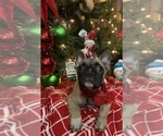 Small Photo #2 French Bulldog Puppy For Sale in AUBURN, WA, USA