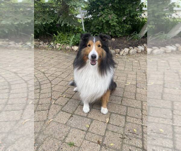 Medium Photo #1 Shetland Sheepdog Puppy For Sale in GRAFTON, OH, USA