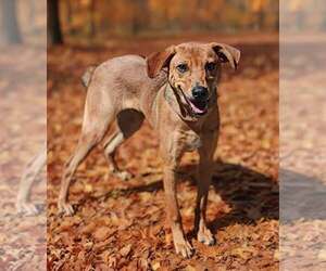 Buddy 26/743 - Male German Pinscher-Unknown Mix Dog for Adoption - Photo #9