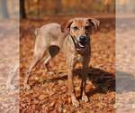 Small Photo #9 German Pinscher-Unknown Mix Puppy For Sale in Talladega, AL, USA