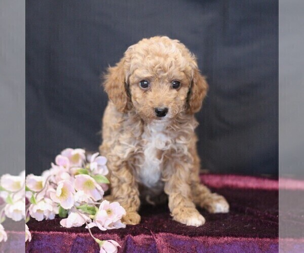 Medium Photo #1 Cavapoo (Miniature) Puppy For Sale in MILLERSTOWN, PA, USA