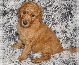 Labradoodle Puppy for sale in LA HABRA, CA, USA