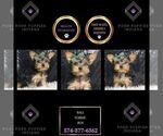 Puppy Bali Yorkshire Terrier