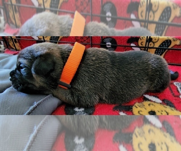 Medium Photo #6 Beagleman-Pug Mix Puppy For Sale in YELM, WA, USA