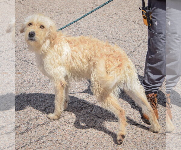 Medium Photo #2 Mutt Puppy For Sale in Huntley, IL, USA