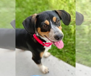 Dante - Male Doxle Dog for Adoption - Photo #18