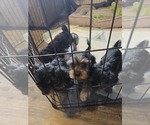 Small #10 Yorkshire Terrier