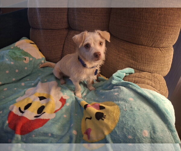 Medium Photo #1 Dachshund-Unknown Mix Puppy For Sale in Coldwater, MI, USA