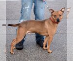 Small #1 American Staffordshire Terrier-Red Heeler Mix