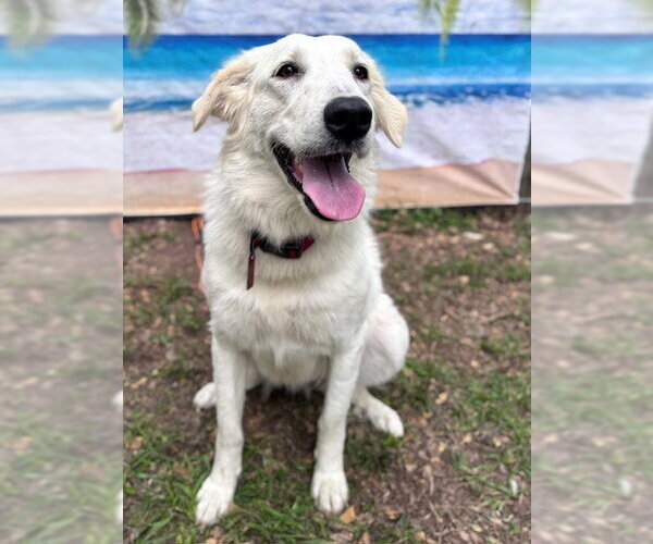 Medium Photo #6 Great Pyrenees Puppy For Sale in Spring, TX, USA