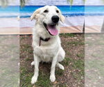 Small #5 Great Pyrenees