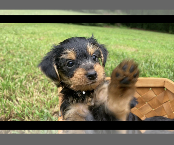 Medium Photo #1 Yorkshire Terrier Puppy For Sale in MIDTOWN, TN, USA
