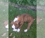 Small Photo #3 Boxer Puppy For Sale in METROPOLIS, IL, USA
