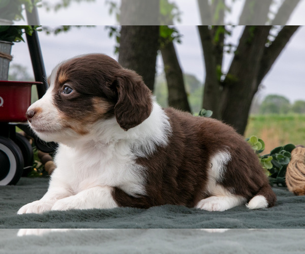 Medium Photo #3 Miniature Australian Shepherd Puppy For Sale in CHRISTIANA, PA, USA