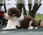Small #2 Miniature Australian Shepherd