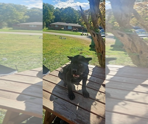 Medium Photo #2 Cane Corso Puppy For Sale in DELAWARE, OH, USA