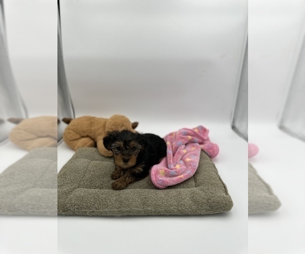 Medium Photo #1 Yorkshire Terrier Puppy For Sale in WOODBRIDGE, VA, USA