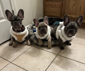 French Bulldog Puppy for sale in FITCHBURG, WI, USA