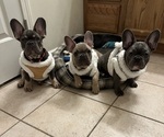 Small Photo #1 French Bulldog Puppy For Sale in FITCHBURG, WI, USA