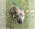 Small #1 American Staffordshire Terrier Mix