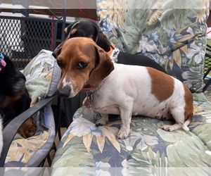 Mother of the Dachshund puppies born on 07/24/2025