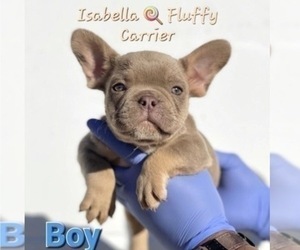French Bulldog Puppy for sale in SALT LAKE CITY, UT, USA
