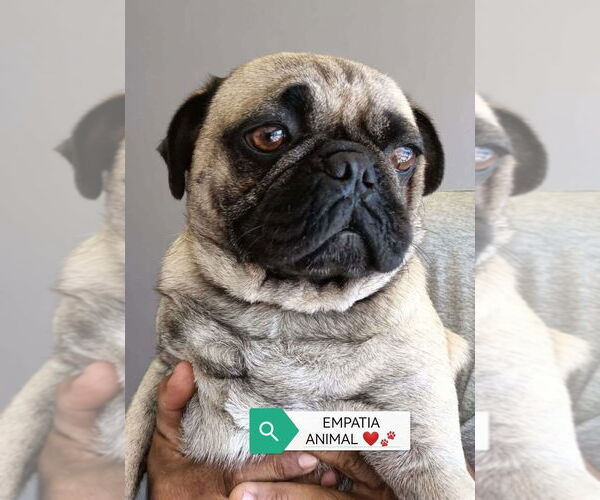 Medium Photo #5 Pug Puppy For Sale in San Diego, CA, USA