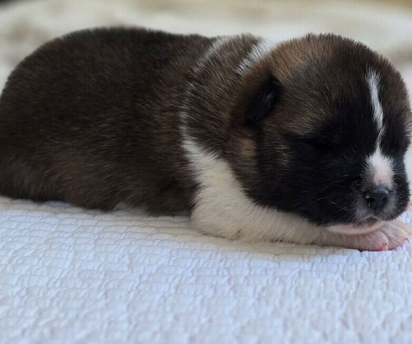 Medium Photo #3 Akita Puppy For Sale in STRAFFORD, MO, USA