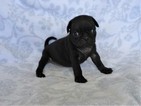 Small Photo #4 Pug Puppy For Sale in CATLETT, VA, USA
