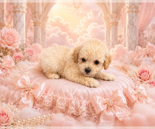 Medium Photo #6 Poodle (Toy) Puppy For Sale in TAMPA, FL, USA
