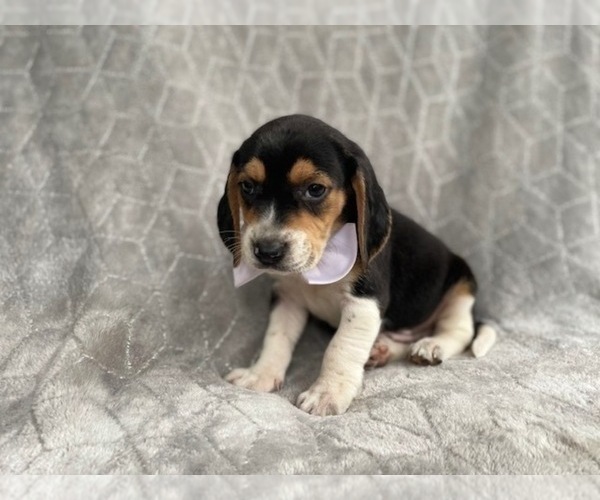 Medium Photo #17 Beagle Puppy For Sale in LAKELAND, FL, USA