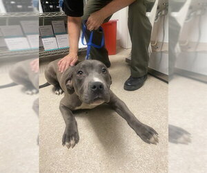 Mutt Dogs for adoption in Bakersfield, CA, USA