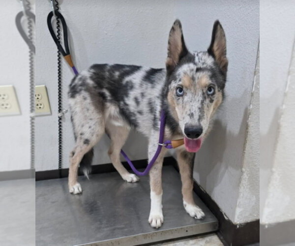 Medium Photo #4 Catahoula Leopard Dog-Collie Mix Puppy For Sale in Lakewood, CO, USA