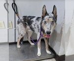 Small #3 Catahoula Leopard Dog-Collie Mix