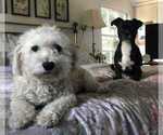 Small Photo #1 Maltipoo-Poodle (Toy) Mix Puppy For Sale in LA JOLLA, CA, USA