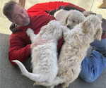 Small Photo #5 Goldendoodle Puppy For Sale in CANTON, GA, USA