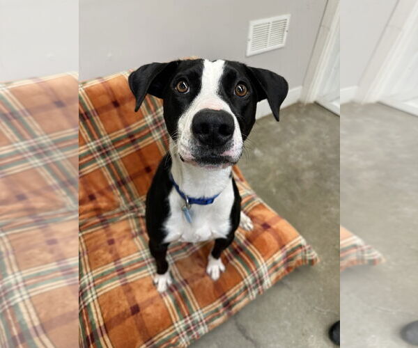 Medium Photo #1 Mutt Puppy For Sale in Rockaway, NJ, USA