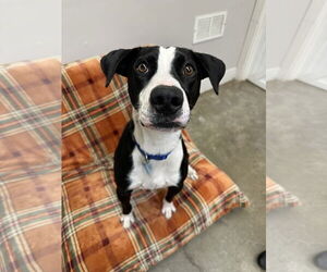 Mutt Dogs for adoption in Rockaway, NJ, USA